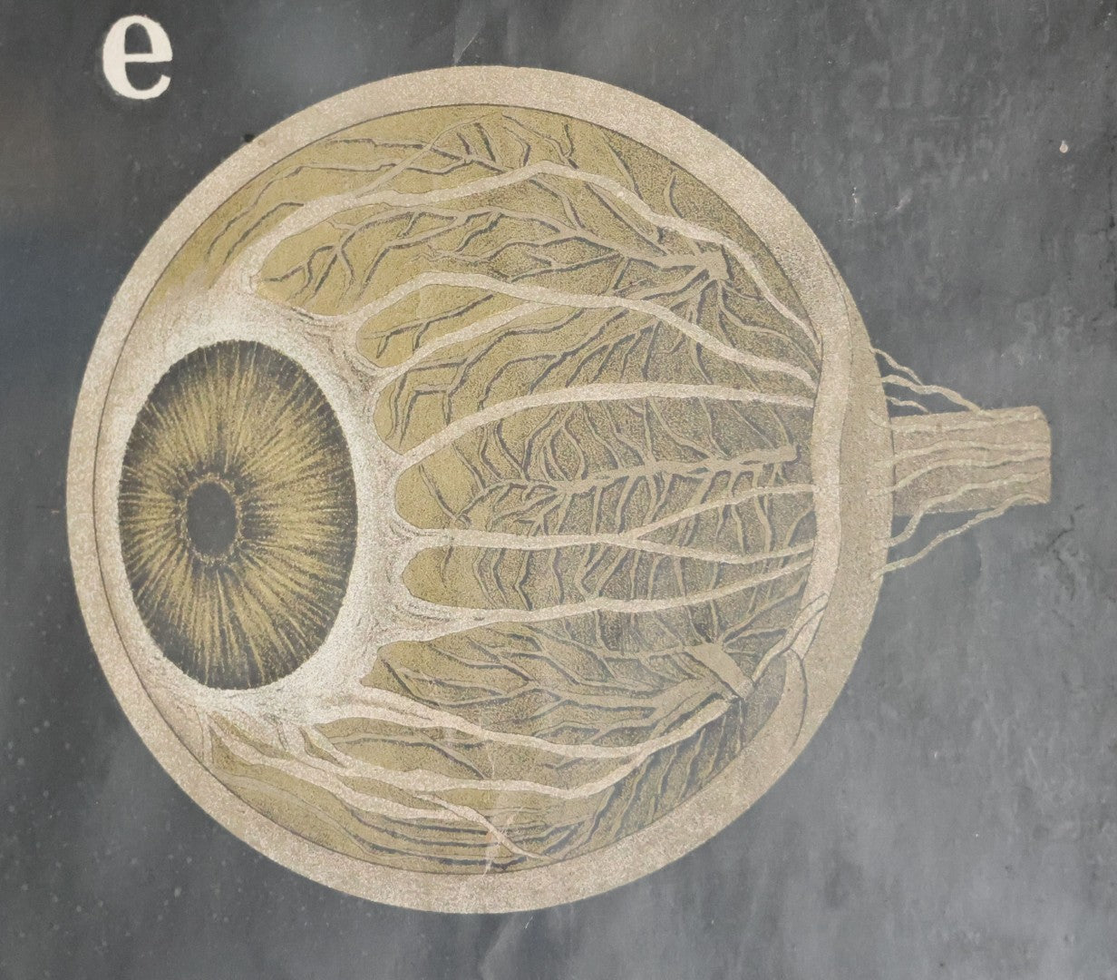 Antique Improved Gervais Chart Of The Eye No. 900 Anatomy Poster, Published By F.A. Hardy & Company, Chicago, In Frame. 29-3/8" x 37-3/8"