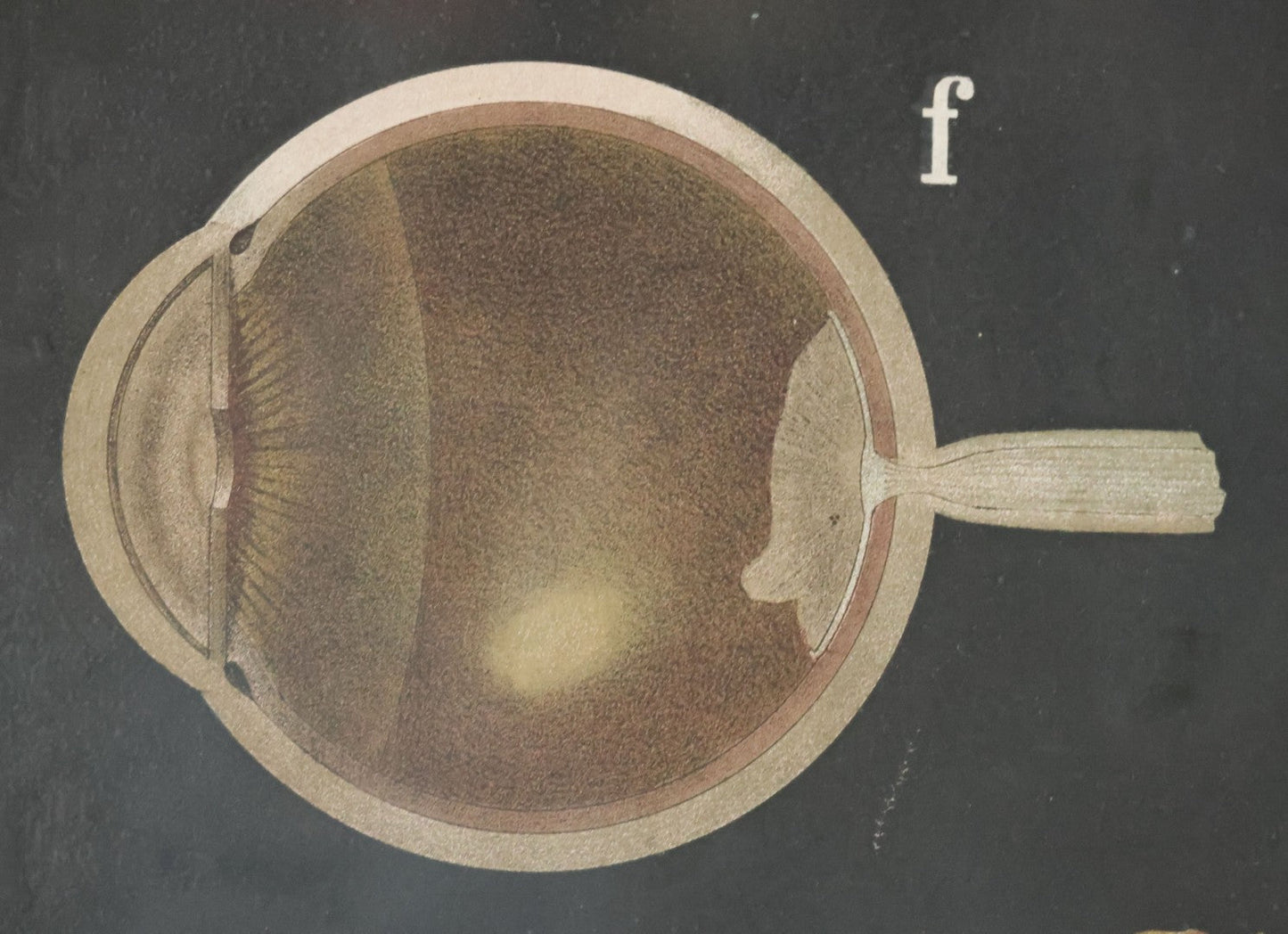 Antique Improved Gervais Chart Of The Eye No. 900 Anatomy Poster, Published By F.A. Hardy & Company, Chicago, In Frame. 29-3/8" x 37-3/8"