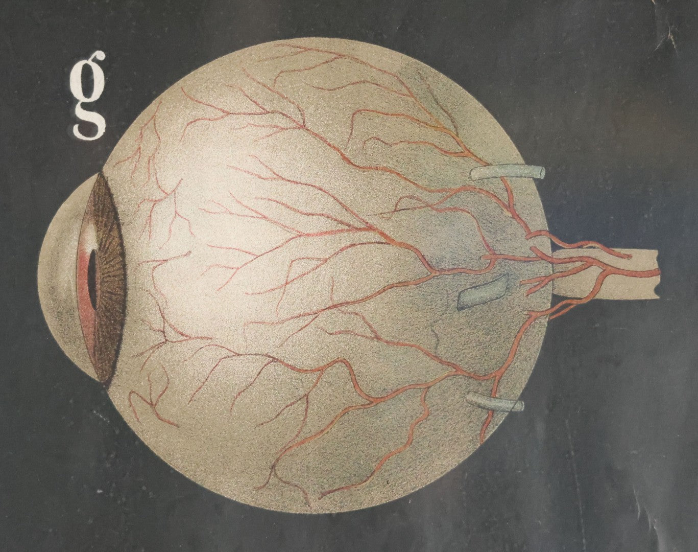 Antique Improved Gervais Chart Of The Eye No. 900 Anatomy Poster, Published By F.A. Hardy & Company, Chicago, In Frame. 29-3/8" x 37-3/8"