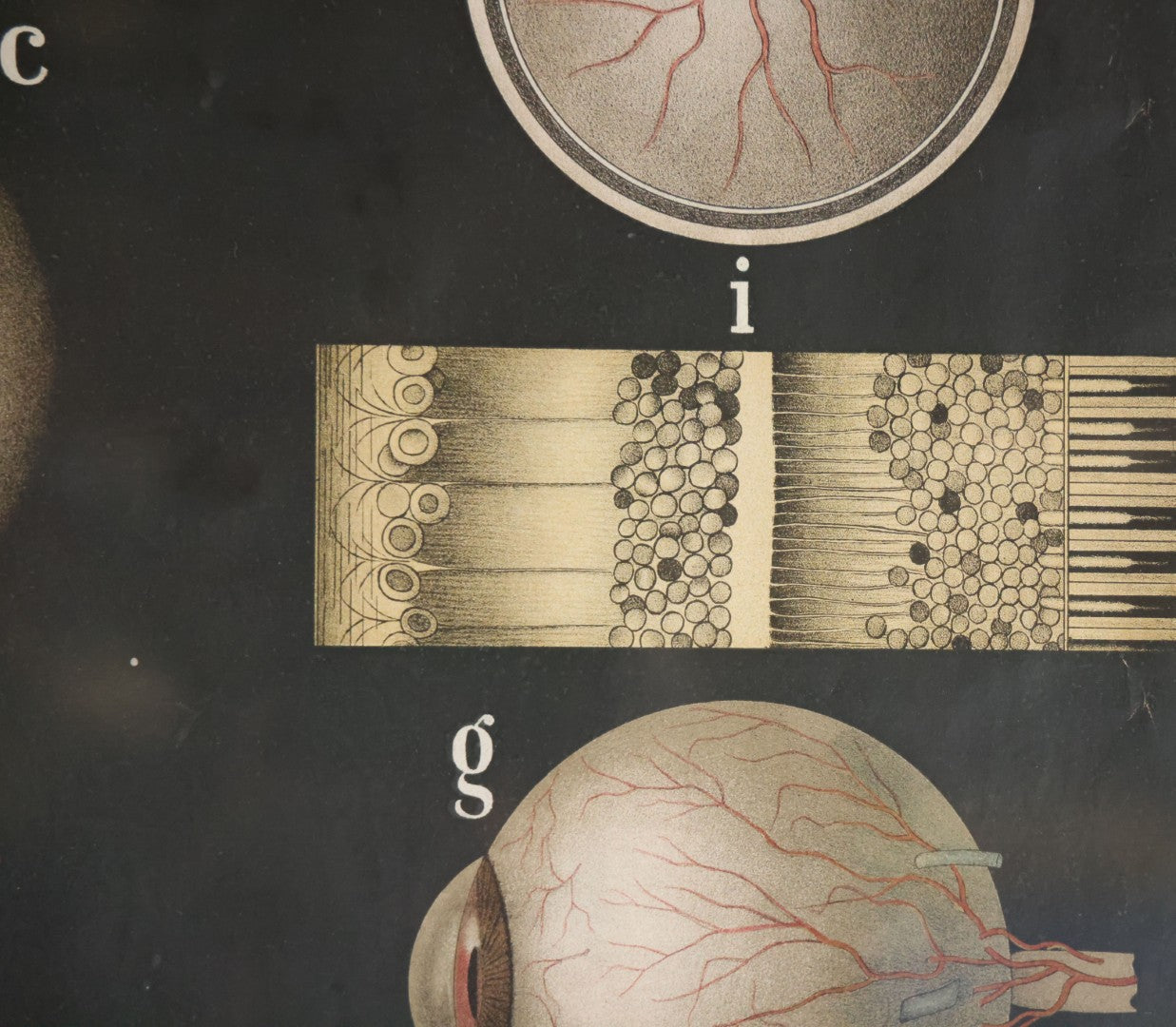 Antique Improved Gervais Chart Of The Eye No. 900 Anatomy Poster, Published By F.A. Hardy & Company, Chicago, In Frame. 29-3/8" x 37-3/8"