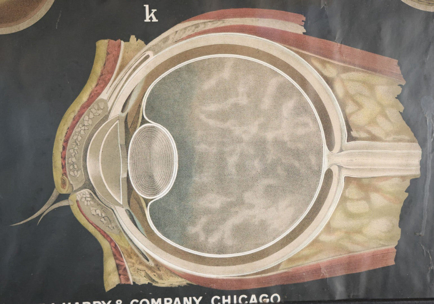 Antique Improved Gervais Chart Of The Eye No. 900 Anatomy Poster, Published By F.A. Hardy & Company, Chicago, In Frame. 29-3/8" x 37-3/8"