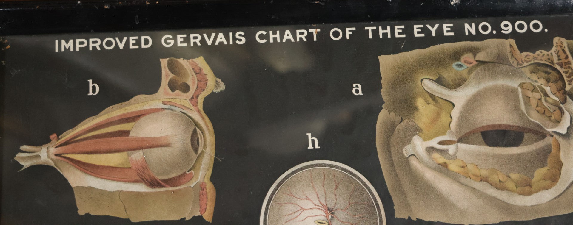 Antique Improved Gervais Chart Of The Eye No. 900 Anatomy Poster, Published By F.A. Hardy & Company, Chicago, In Frame. 29-3/8" x 37-3/8"