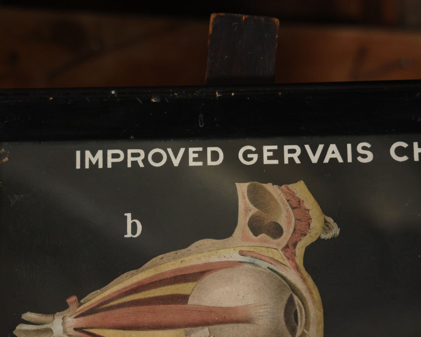 Antique Improved Gervais Chart Of The Eye No. 900 Anatomy Poster, Published By F.A. Hardy & Company, Chicago, In Frame. 29-3/8" x 37-3/8"