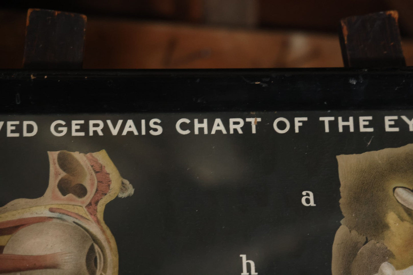 Antique Improved Gervais Chart Of The Eye No. 900 Anatomy Poster, Published By F.A. Hardy & Company, Chicago, In Frame. 29-3/8" x 37-3/8"