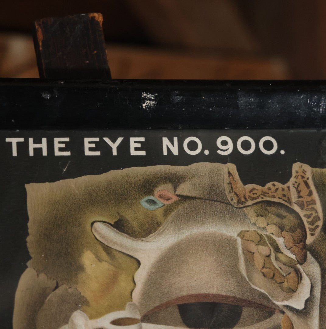 Antique Improved Gervais Chart Of The Eye No. 900 Anatomy Poster, Published By F.A. Hardy & Company, Chicago, In Frame. 29-3/8" x 37-3/8"