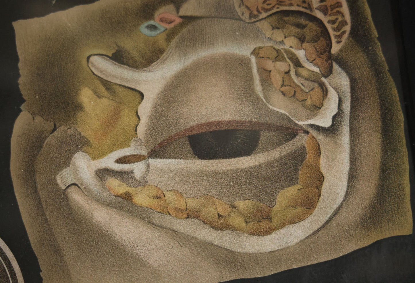 Antique Improved Gervais Chart Of The Eye No. 900 Anatomy Poster, Published By F.A. Hardy & Company, Chicago, In Frame. 29-3/8" x 37-3/8"