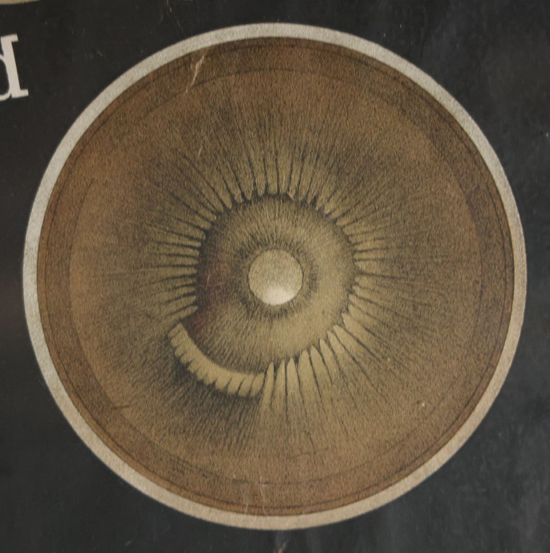 Antique Improved Gervais Chart Of The Eye No. 900 Anatomy Poster, Published By F.A. Hardy & Company, Chicago, In Frame. 29-3/8" x 37-3/8"