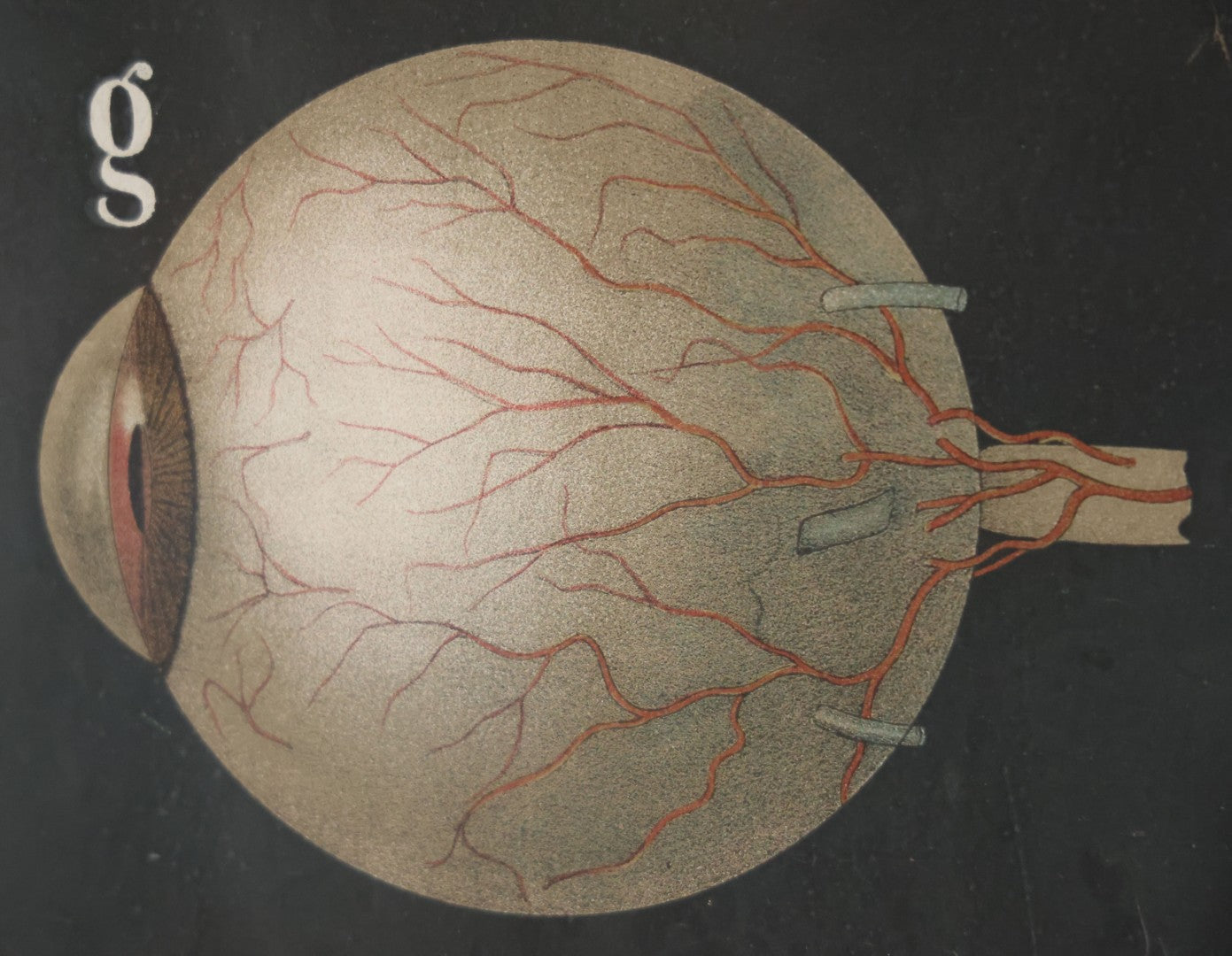 Antique Improved Gervais Chart Of The Eye No. 900 Anatomy Poster, Published By F.A. Hardy & Company, Chicago, In Frame. 29-3/8" x 37-3/8"