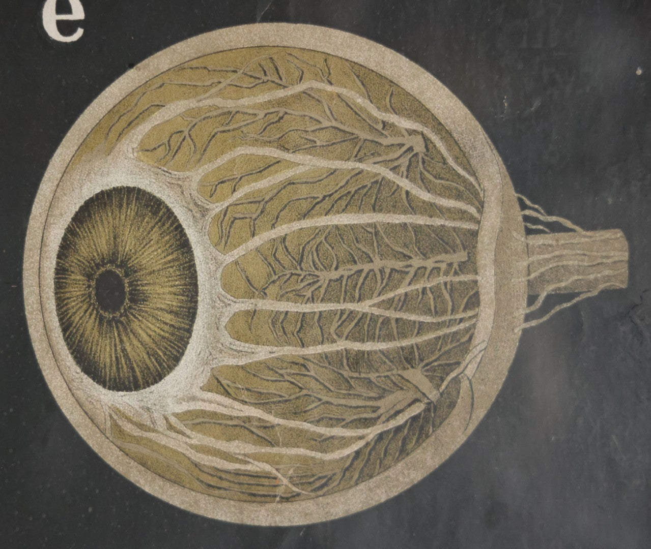 Antique Improved Gervais Chart Of The Eye No. 900 Anatomy Poster, Published By F.A. Hardy & Company, Chicago, In Frame. 29-3/8" x 37-3/8"