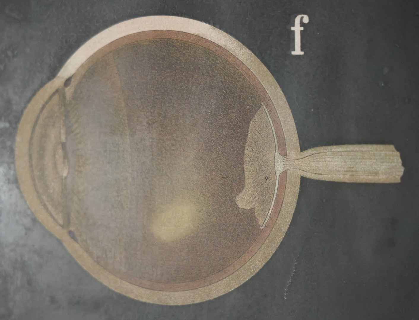 Antique Improved Gervais Chart Of The Eye No. 900 Anatomy Poster, Published By F.A. Hardy & Company, Chicago, In Frame. 29-3/8" x 37-3/8"