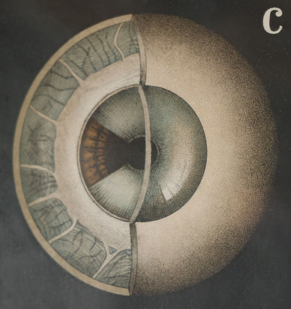 Antique Improved Gervais Chart Of The Eye No. 900 Anatomy Poster, Published By F.A. Hardy & Company, Chicago, In Frame. 29-3/8" x 37-3/8"