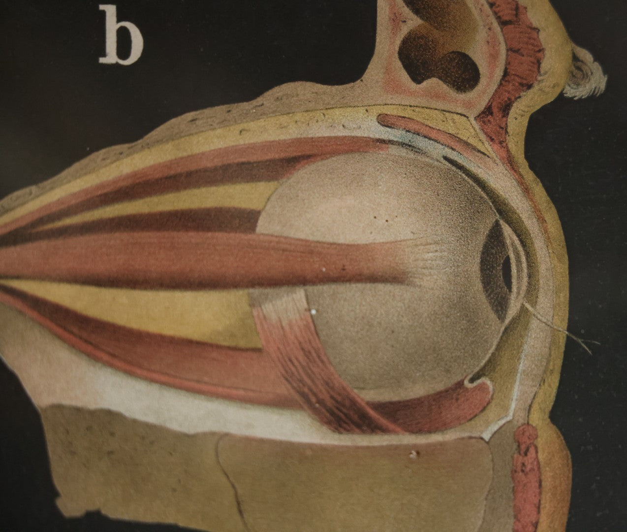 Antique Improved Gervais Chart Of The Eye No. 900 Anatomy Poster, Published By F.A. Hardy & Company, Chicago, In Frame. 29-3/8" x 37-3/8"