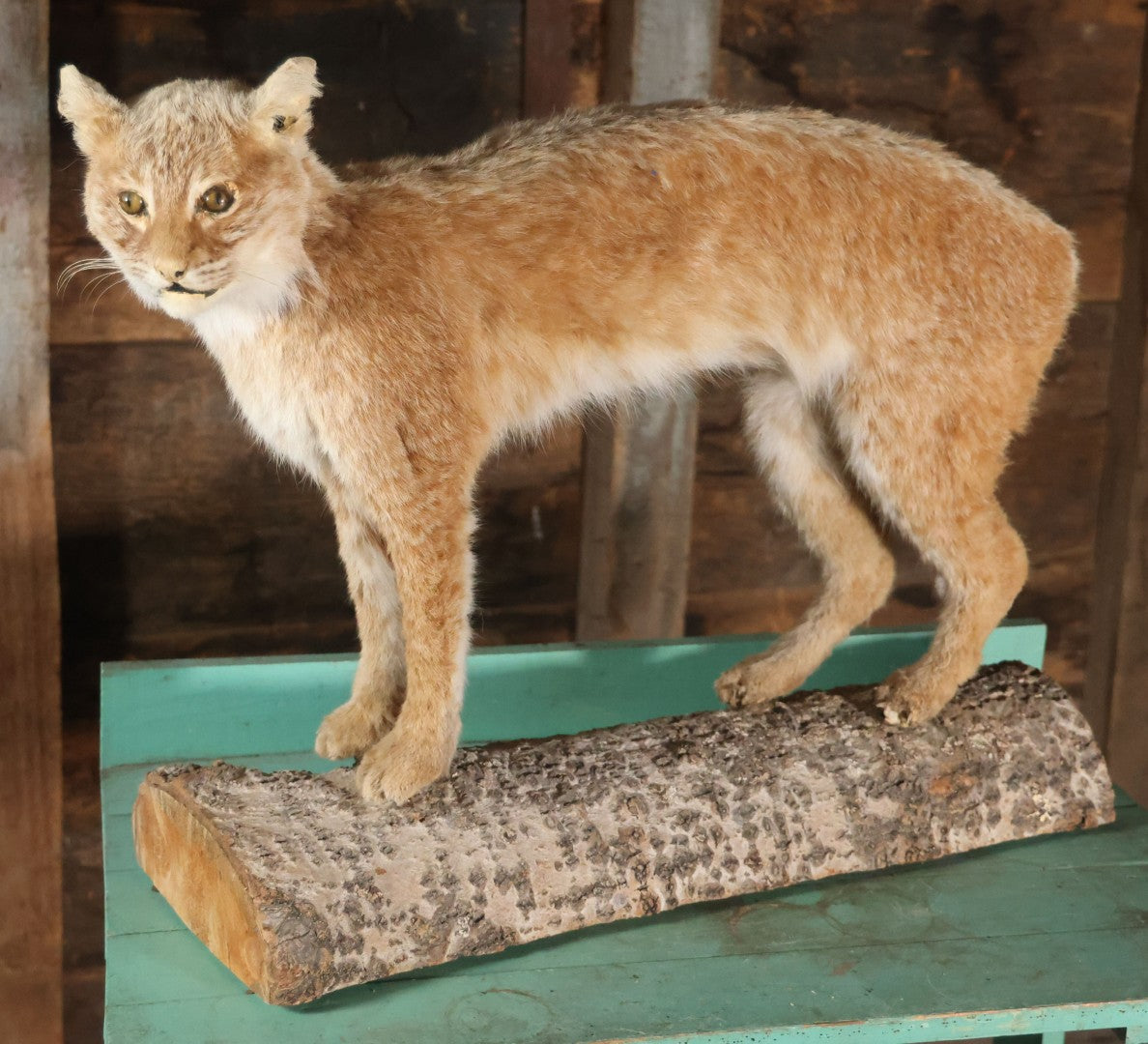 Vintage Bobcat Full Taxidermy Mount With Real Wood Base, Bright Golden Coat