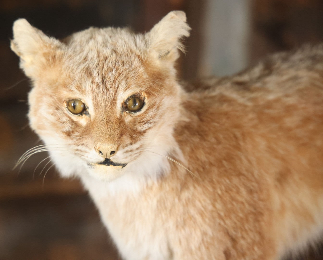 Vintage Bobcat Full Taxidermy Mount With Real Wood Base, Bright Golden Coat