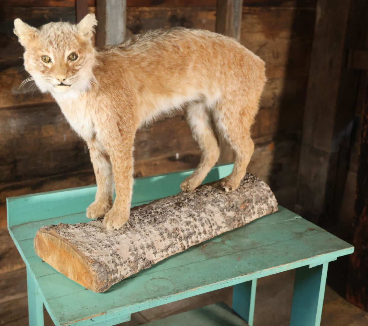 Vintage Bobcat Full Taxidermy Mount With Real Wood Base, Bright Golden Coat
