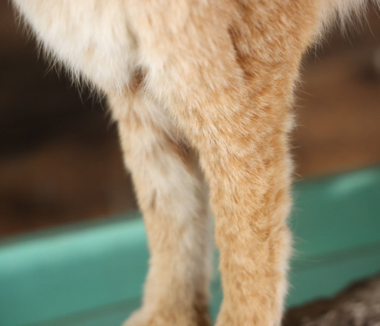Vintage Bobcat Full Taxidermy Mount With Real Wood Base, Bright Golden Coat