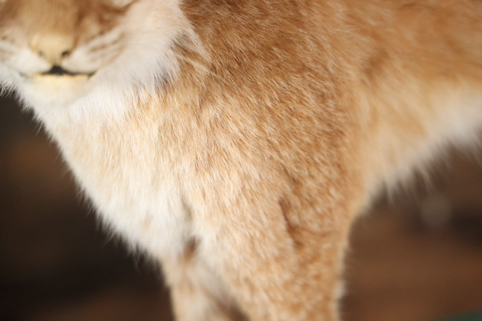 Vintage Bobcat Full Taxidermy Mount With Real Wood Base, Bright Golden Coat