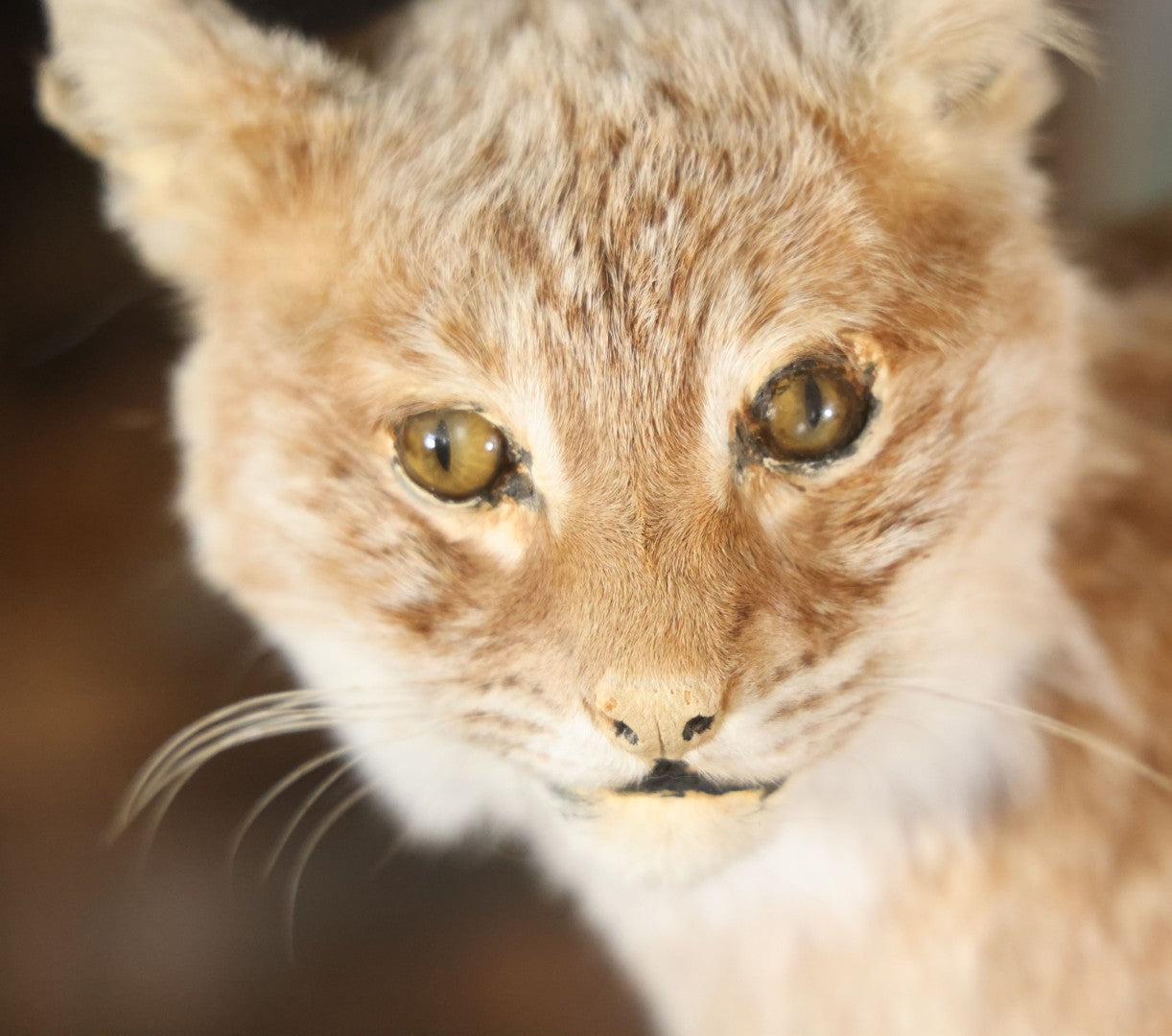 Vintage Bobcat Full Taxidermy Mount With Real Wood Base, Bright Golden Coat
