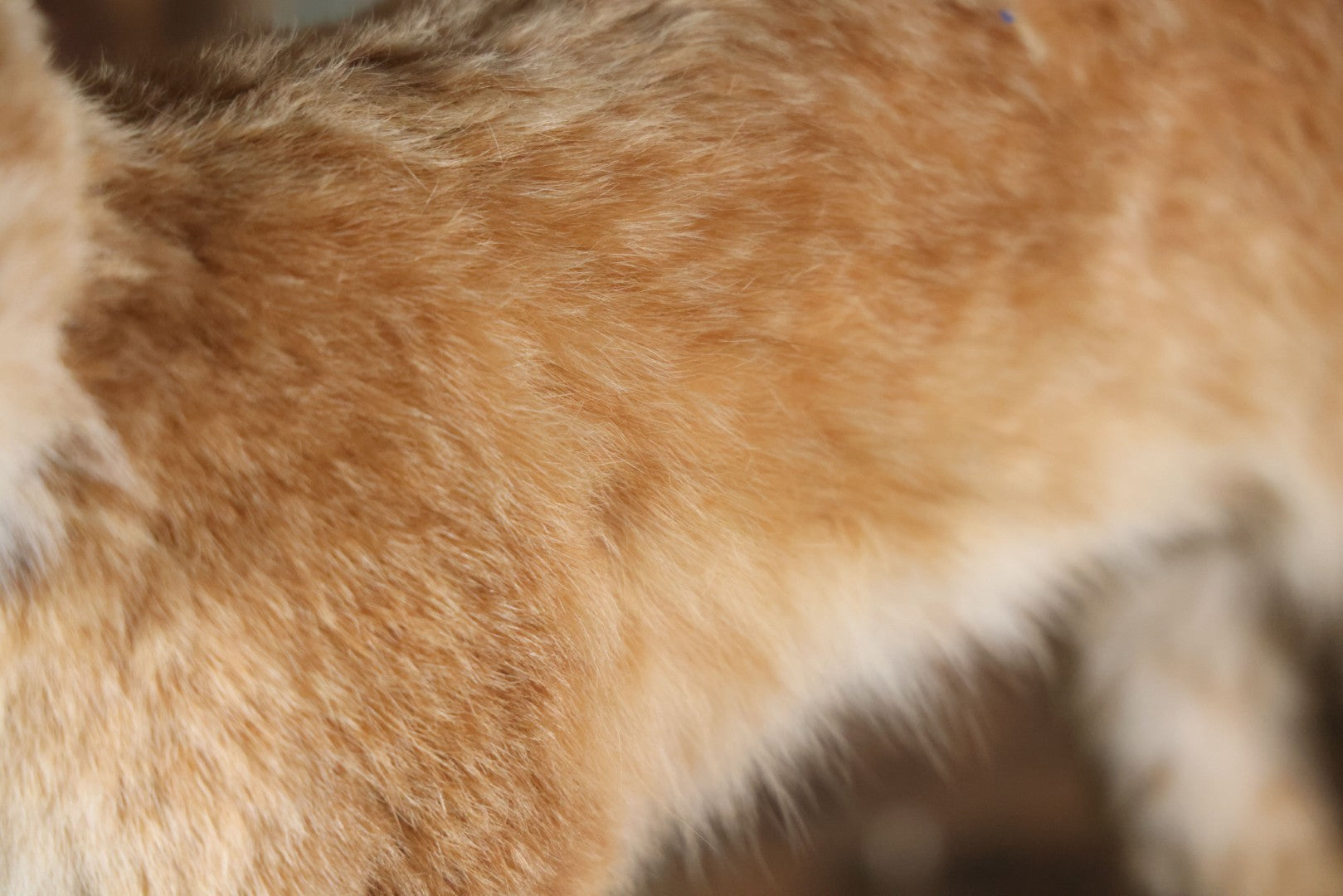 Vintage Bobcat Full Taxidermy Mount With Real Wood Base, Bright Golden Coat