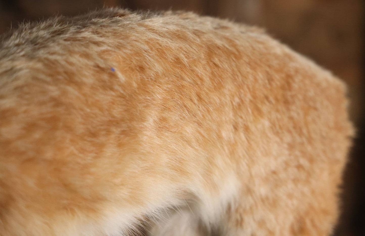 Vintage Bobcat Full Taxidermy Mount With Real Wood Base, Bright Golden Coat