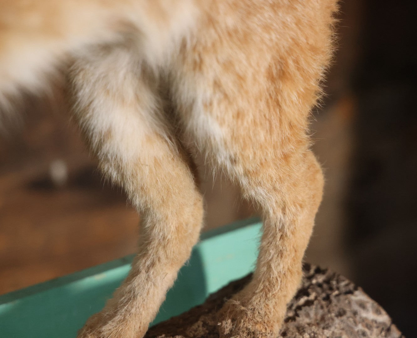 Vintage Bobcat Full Taxidermy Mount With Real Wood Base, Bright Golden Coat