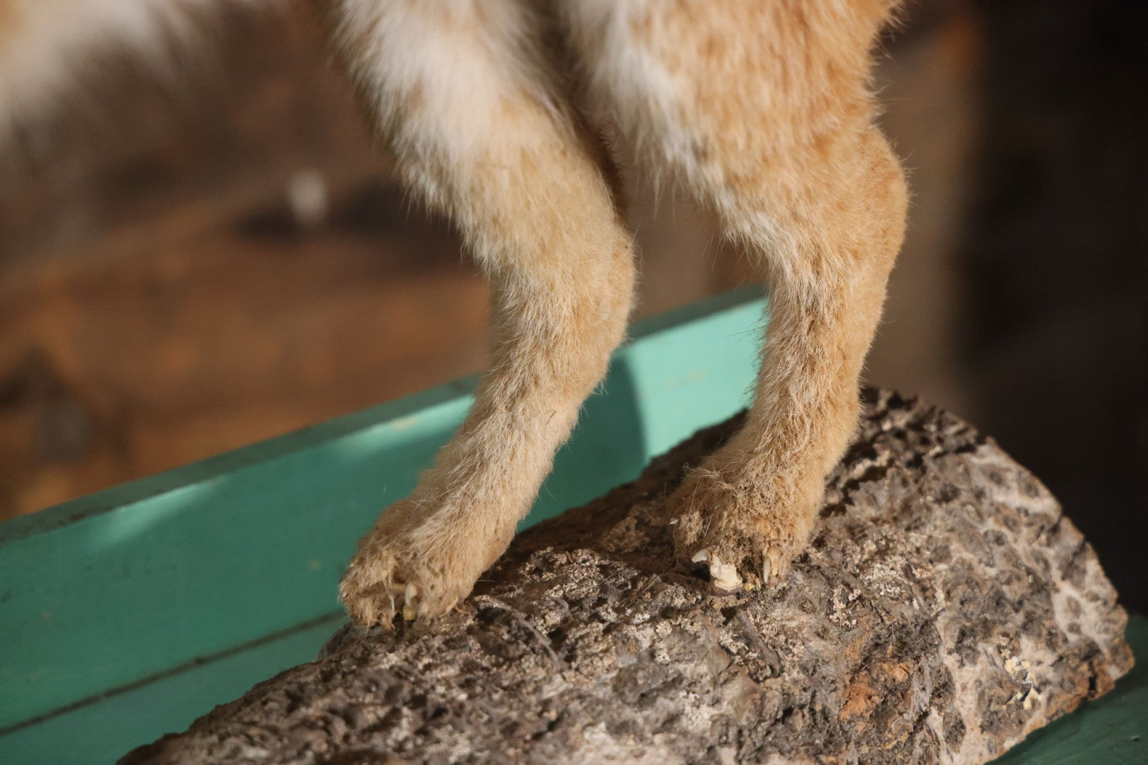 Vintage Bobcat Full Taxidermy Mount With Real Wood Base, Bright Golden Coat