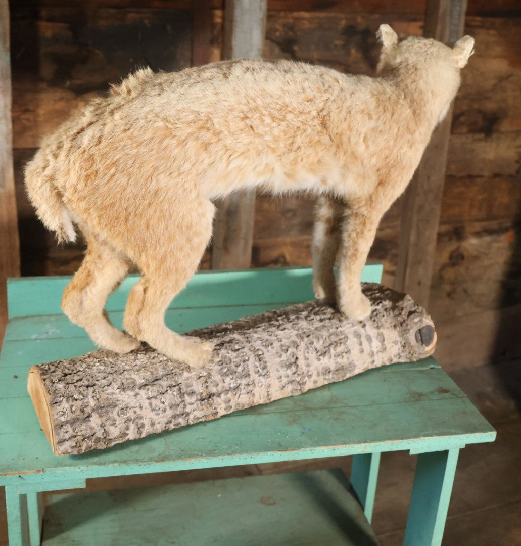 Vintage Bobcat Full Taxidermy Mount With Real Wood Base, Bright Golden Coat