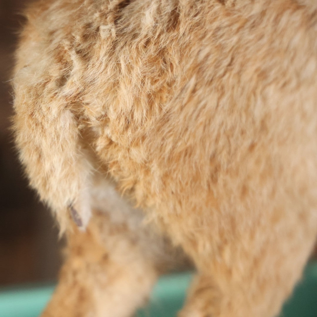 Vintage Bobcat Full Taxidermy Mount With Real Wood Base, Bright Golden Coat