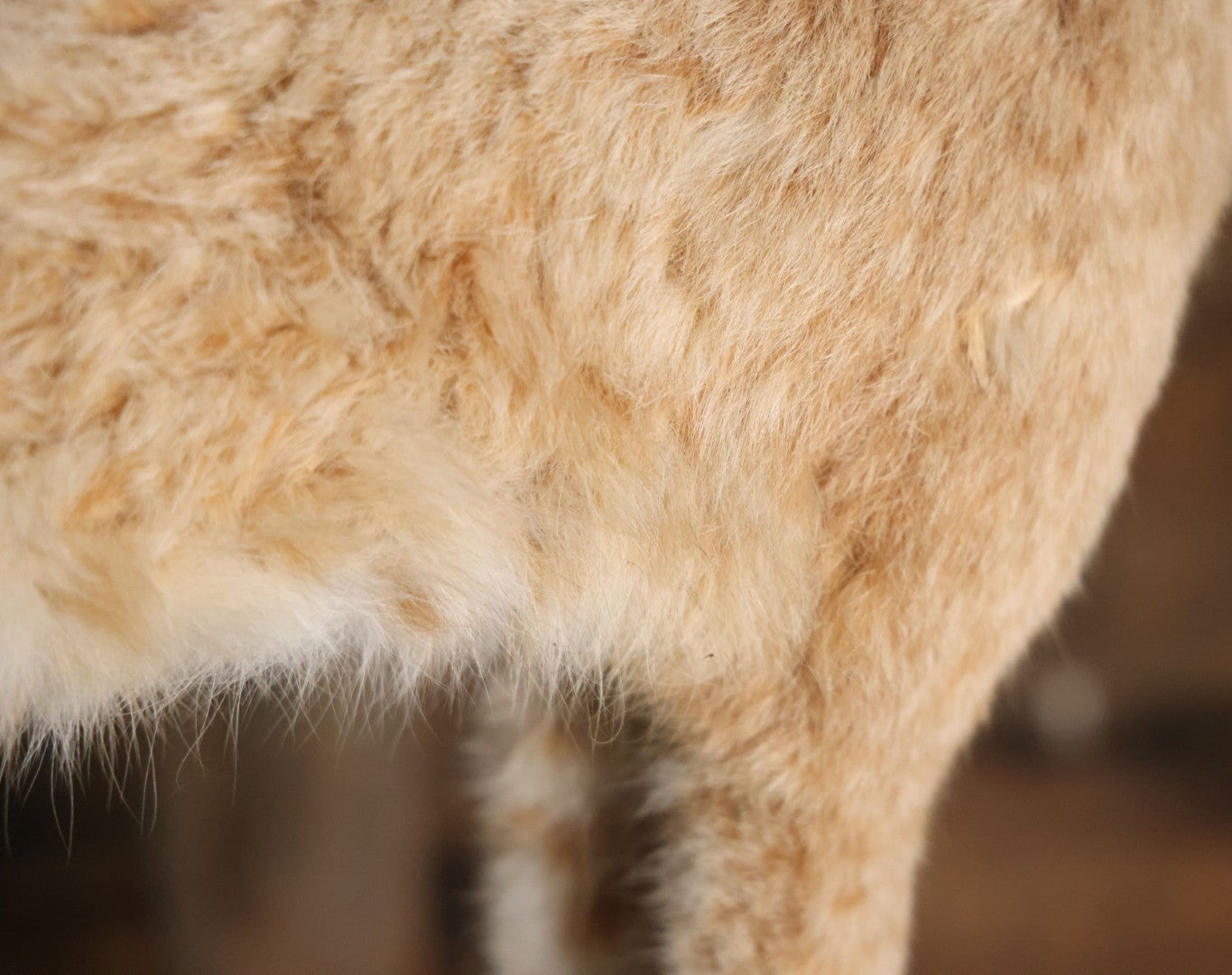 Vintage Bobcat Full Taxidermy Mount With Real Wood Base, Bright Golden Coat