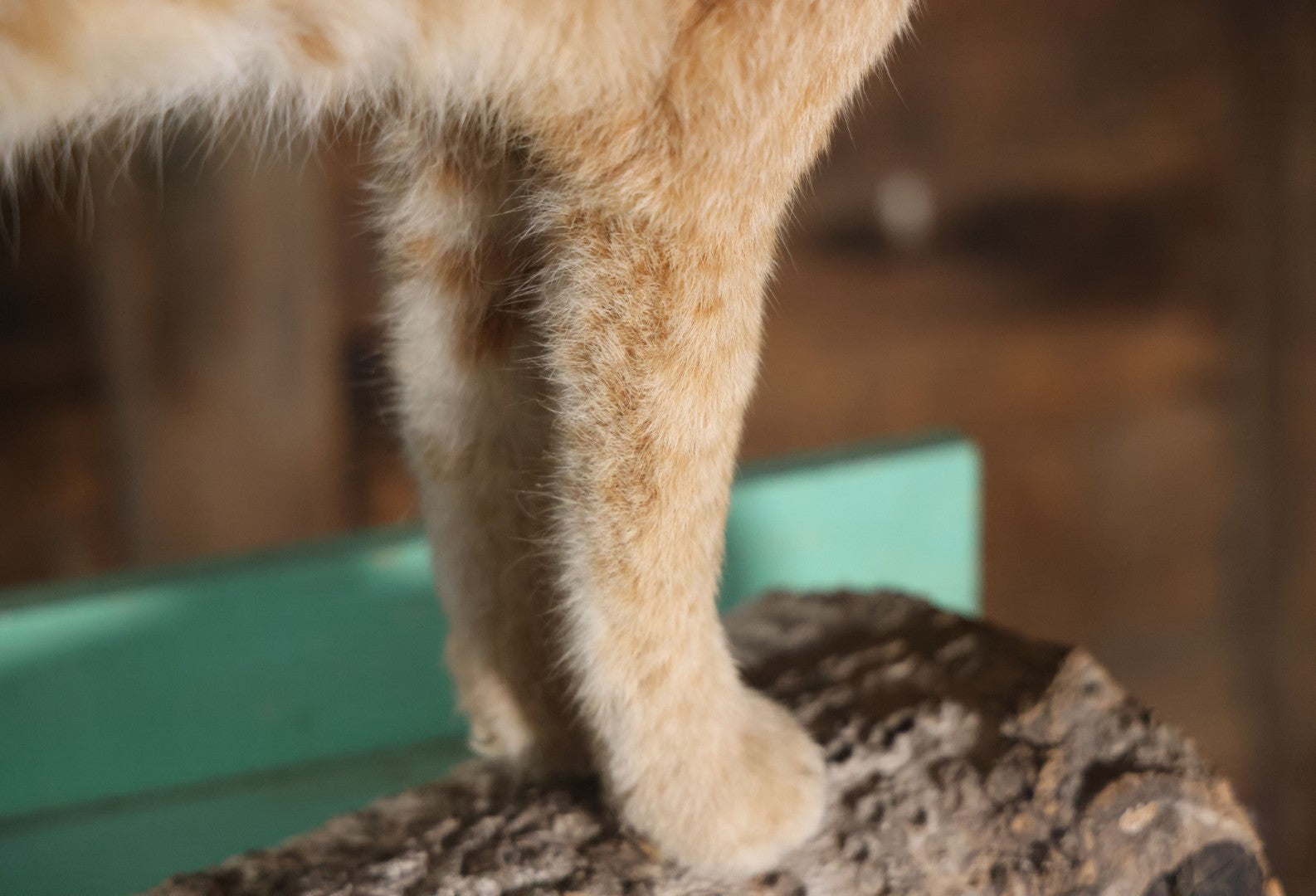Vintage Bobcat Full Taxidermy Mount With Real Wood Base, Bright Golden Coat