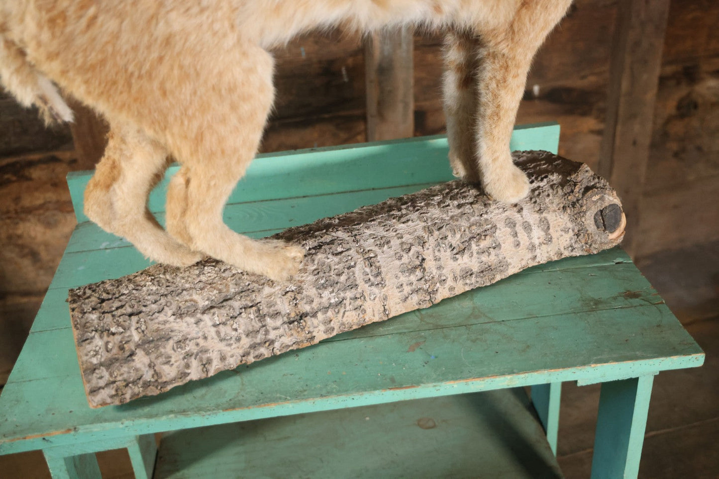 Vintage Bobcat Full Taxidermy Mount With Real Wood Base, Bright Golden Coat