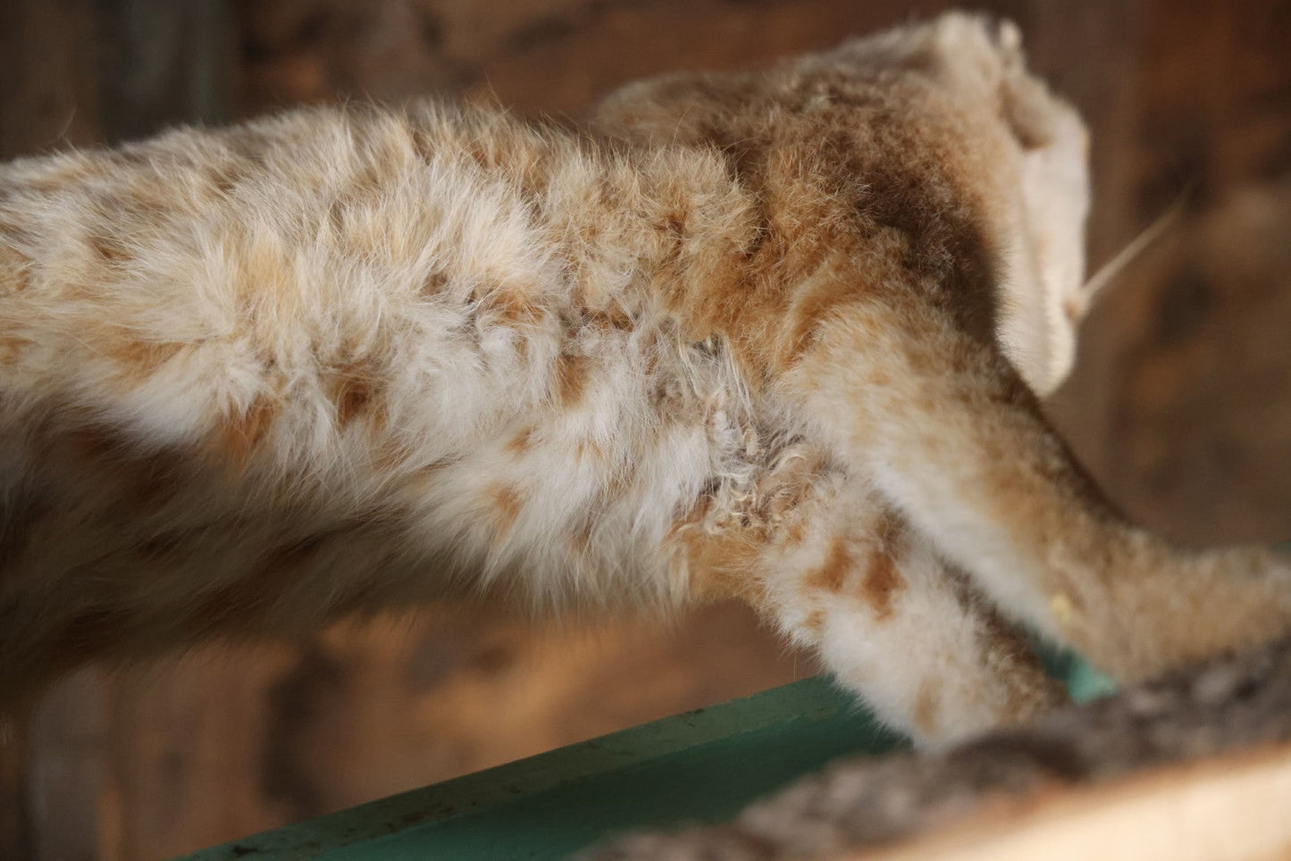 Vintage Bobcat Full Taxidermy Mount With Real Wood Base, Bright Golden Coat