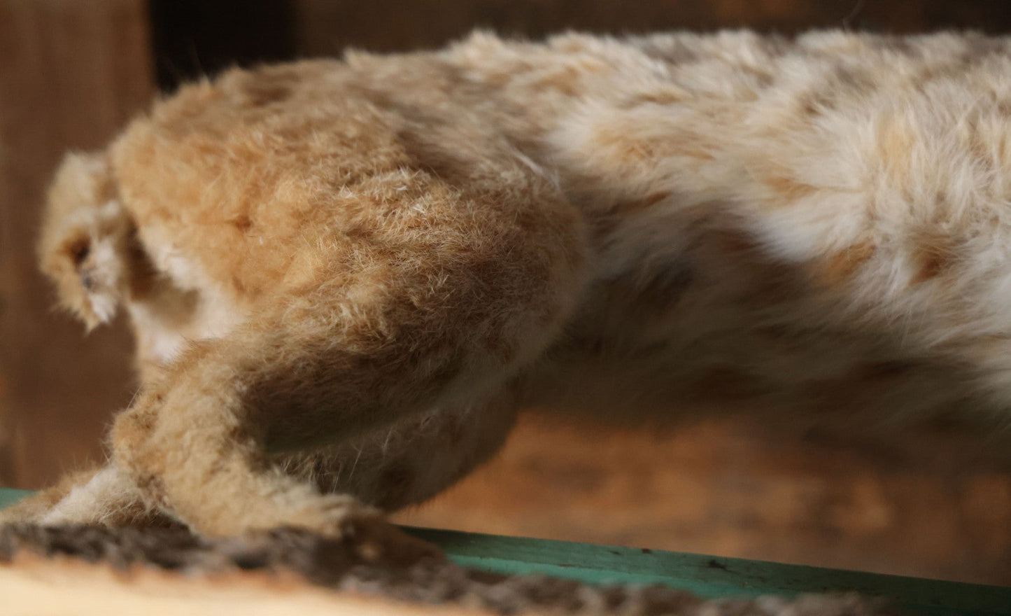 Vintage Bobcat Full Taxidermy Mount With Real Wood Base, Bright Golden Coat
