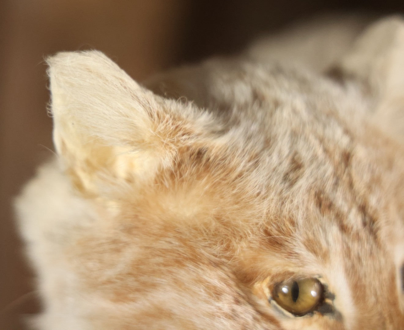Vintage Bobcat Full Taxidermy Mount With Real Wood Base, Bright Golden Coat