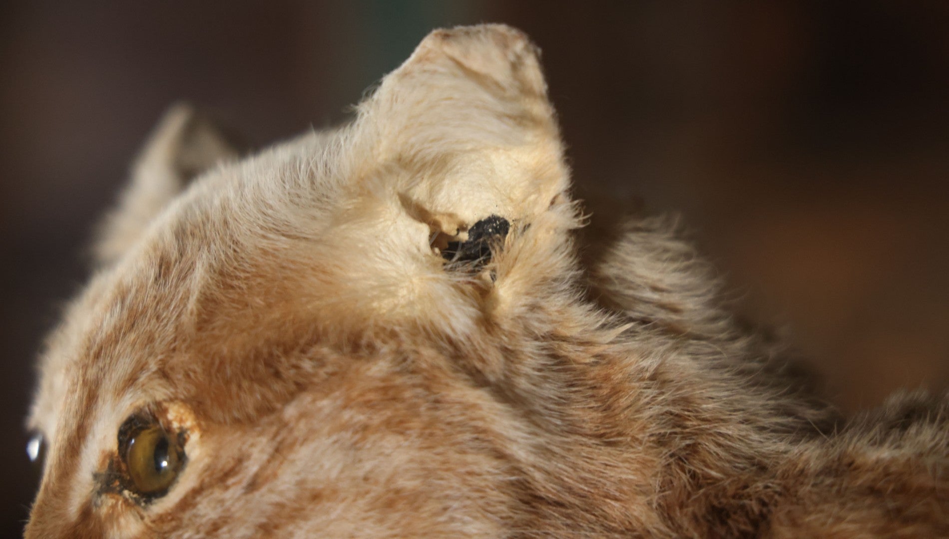 Vintage Bobcat Full Taxidermy Mount With Real Wood Base, Bright Golden Coat
