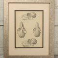 Lot 014 - Antique Animal Anatomy Book Plate Of A Canid (Dog, Wolf, Etc.) Species Skull In Different Views, In Modern Frame, 13" x 16"