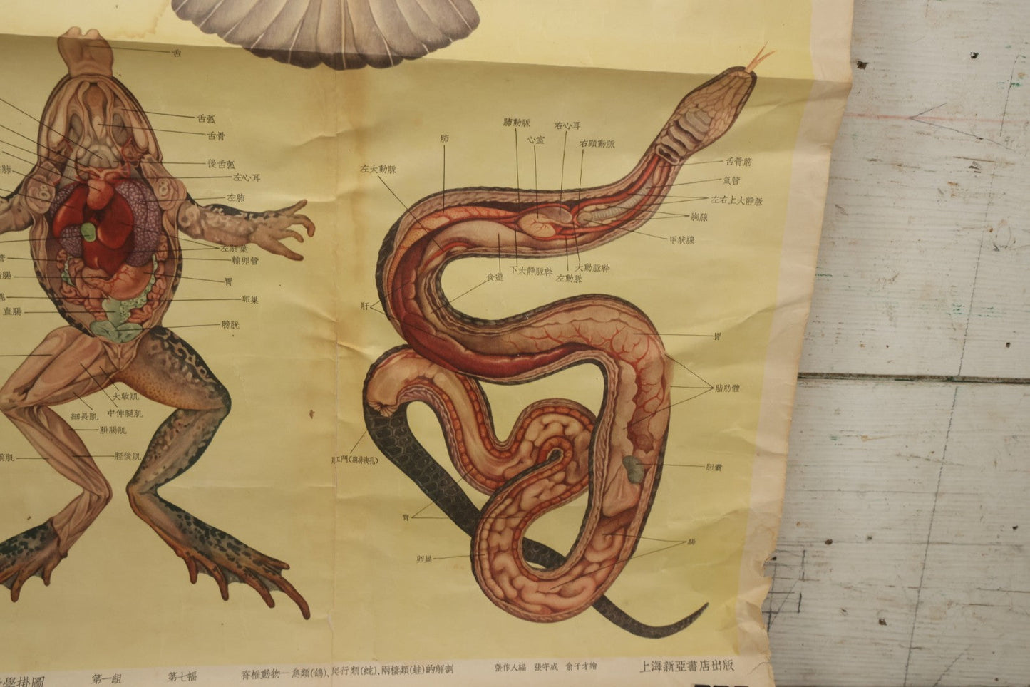 Lot 019 - Vintage Chinese Animal Anatomy Poster Depicting A Pigeon, A Frog, And A Snake, Published By Shanghai New Asia Bookstore, Note Tears, Creases, 20-3/4" x 30-3/8"