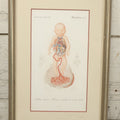 Lot 055 - Antique French Medical Engraving Plate Print, Circulation Of Blood In The Fetus, Engraved By Fournier After Martin St. Ange, In Modern Frame, 9" x 13"