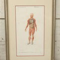Lot 056 - Antique French Medical Engraving Plate Print, Myology And Arrangement Of The Viscera,, Engraved By Fournier After Martin St. Ange, In Modern Frame, 9" x 13"
