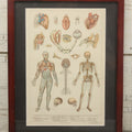 Lot 063 - Antique Human Physiology Anatomical Book Plate Print, Vincent Brooks, Day & Son, Lithographers, In Modern Frame, 11-3/4" x 14-3/4"