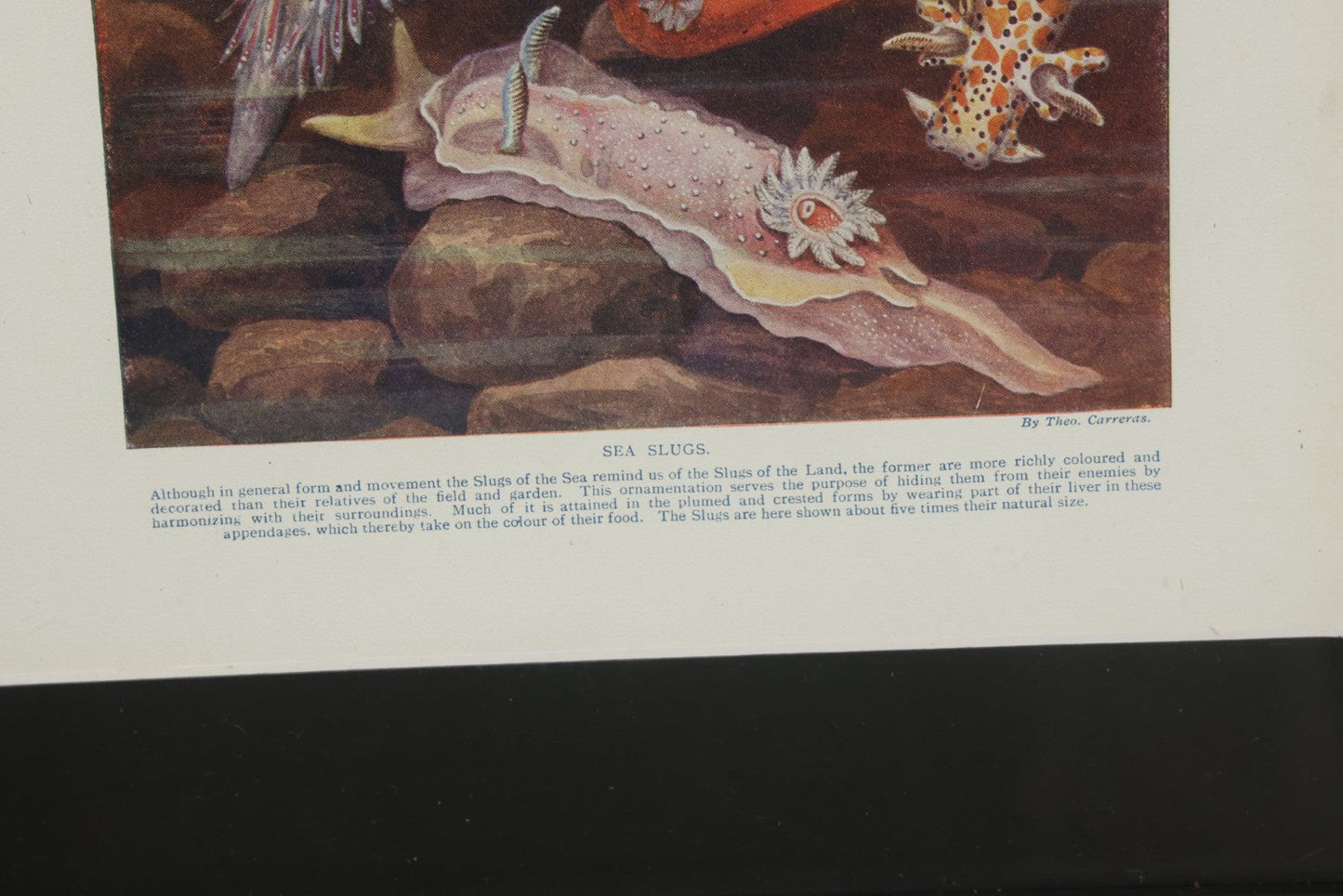Lot 104 - Antique Book Plate Natural History Print, "Sea Slugs" By Theo. Carreras, In Modern Frame, 11-7/8" x 15"