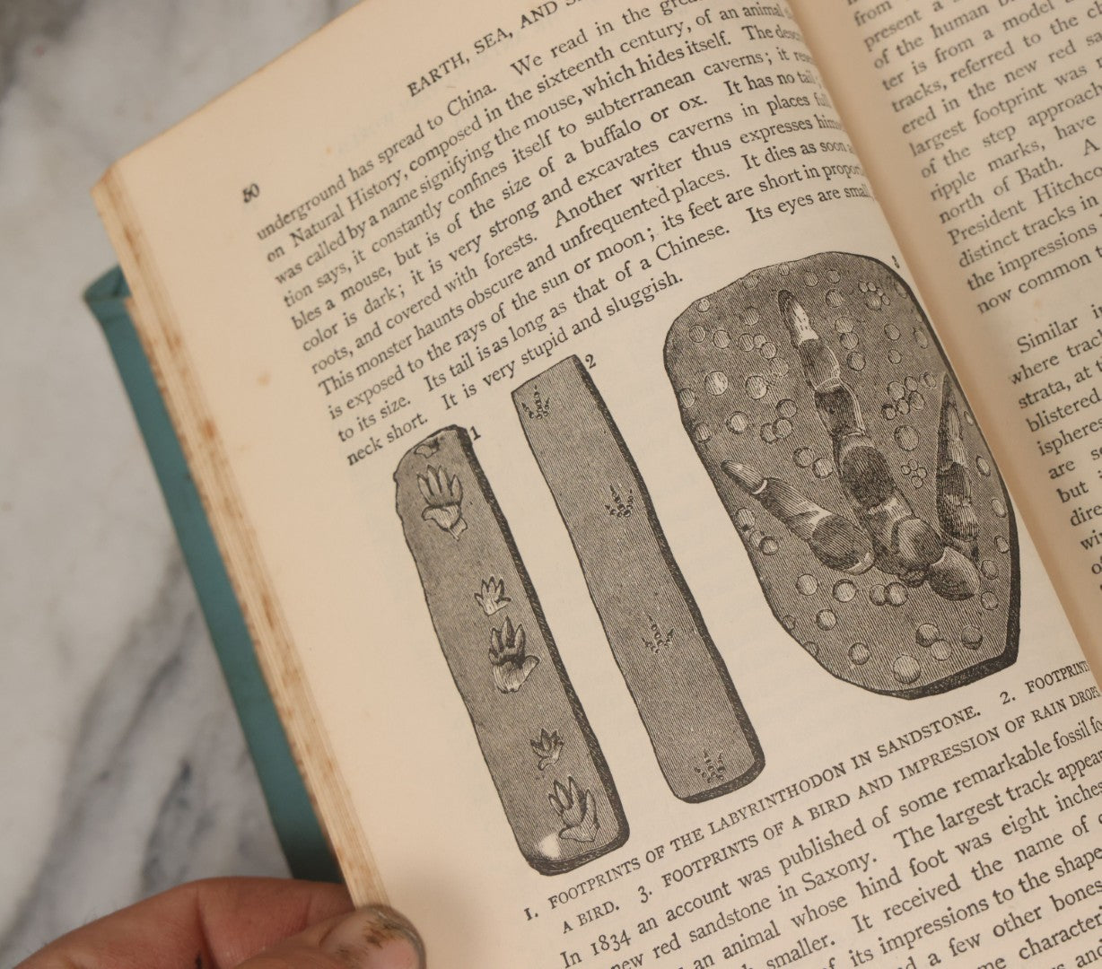 Lot 012 - "Earth, Sea, And Sky; Or The Marvels Of The Universe" Antique Natural History Book By Henry Davenport Northrop, With Over 300 Fine Engravings, L.P. Miller & Co., Publishers, Chicago & Philadelphia, 1887