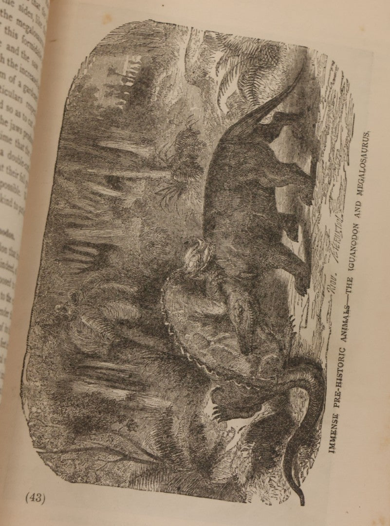 Lot 012 - "Earth, Sea, And Sky; Or The Marvels Of The Universe" Antique Natural History Book By Henry Davenport Northrop, With Over 300 Fine Engravings, L.P. Miller & Co., Publishers, Chicago & Philadelphia, 1887