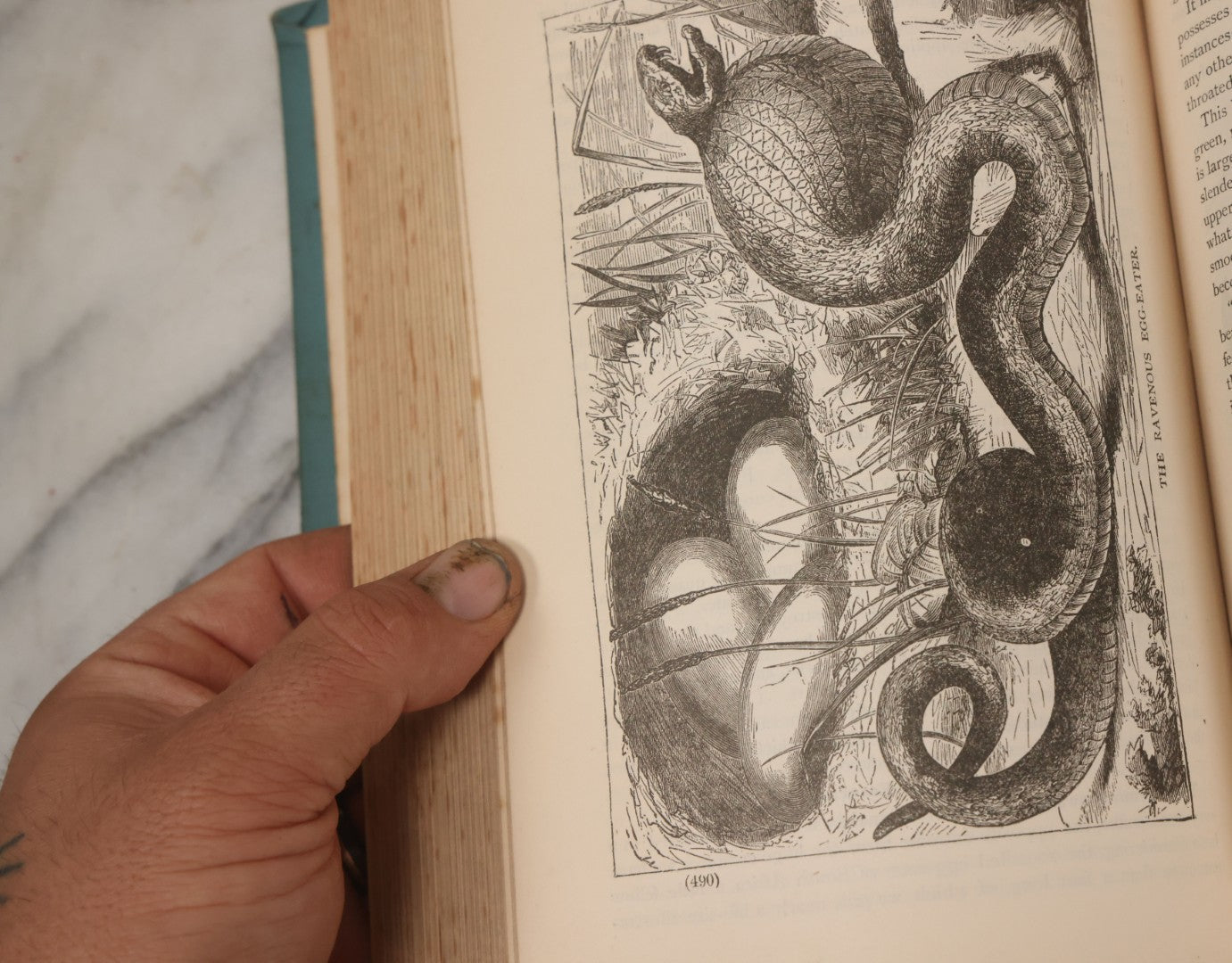 Lot 012 - "Earth, Sea, And Sky; Or The Marvels Of The Universe" Antique Natural History Book By Henry Davenport Northrop, With Over 300 Fine Engravings, L.P. Miller & Co., Publishers, Chicago & Philadelphia, 1887