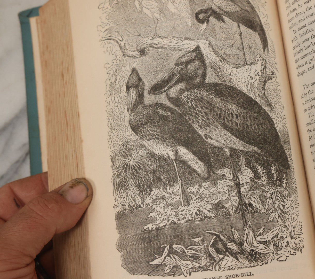 Lot 012 - "Earth, Sea, And Sky; Or The Marvels Of The Universe" Antique Natural History Book By Henry Davenport Northrop, With Over 300 Fine Engravings, L.P. Miller & Co., Publishers, Chicago & Philadelphia, 1887