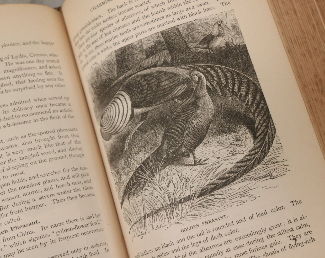Lot 012 - "Earth, Sea, And Sky; Or The Marvels Of The Universe" Antique Natural History Book By Henry Davenport Northrop, With Over 300 Fine Engravings, L.P. Miller & Co., Publishers, Chicago & Philadelphia, 1887