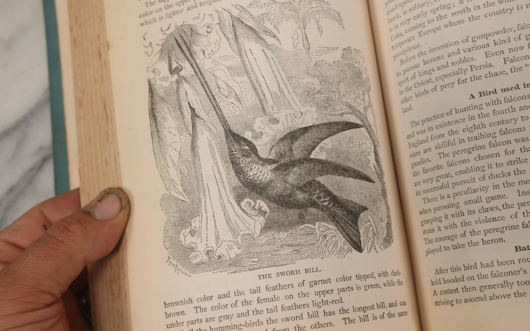 Lot 012 - "Earth, Sea, And Sky; Or The Marvels Of The Universe" Antique Natural History Book By Henry Davenport Northrop, With Over 300 Fine Engravings, L.P. Miller & Co., Publishers, Chicago & Philadelphia, 1887