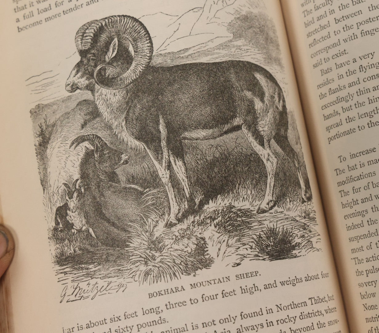 Lot 012 - "Earth, Sea, And Sky; Or The Marvels Of The Universe" Antique Natural History Book By Henry Davenport Northrop, With Over 300 Fine Engravings, L.P. Miller & Co., Publishers, Chicago & Philadelphia, 1887