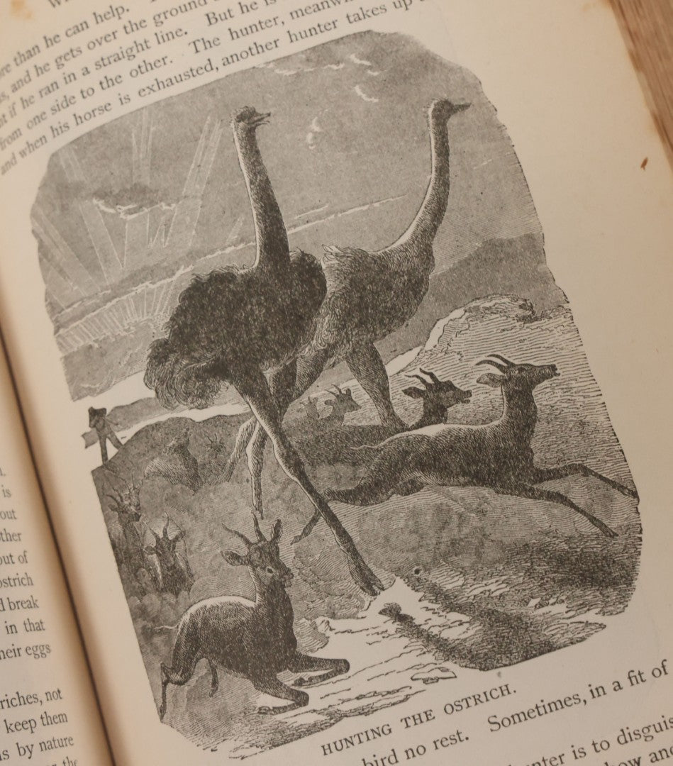 Lot 012 - "Earth, Sea, And Sky; Or The Marvels Of The Universe" Antique Natural History Book By Henry Davenport Northrop, With Over 300 Fine Engravings, L.P. Miller & Co., Publishers, Chicago & Philadelphia, 1887