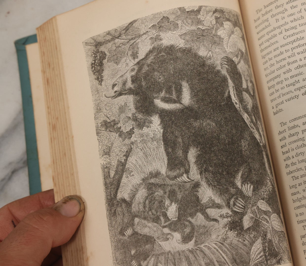 Lot 012 - "Earth, Sea, And Sky; Or The Marvels Of The Universe" Antique Natural History Book By Henry Davenport Northrop, With Over 300 Fine Engravings, L.P. Miller & Co., Publishers, Chicago & Philadelphia, 1887